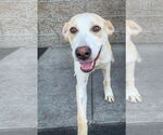 Small #4 Labrador Retriever Mix