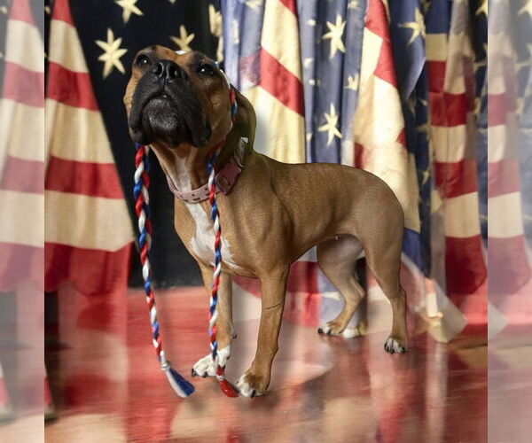 Medium Photo #2 Boxer-Unknown Mix Puppy For Sale in Germantown, OH, USA