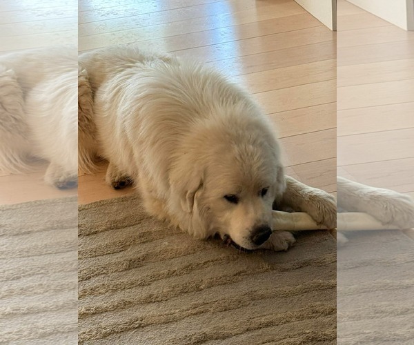 Medium Photo #7 Great Pyrenees Puppy For Sale in Bountiful, UT, USA