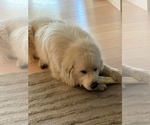 Small #6 Great Pyrenees