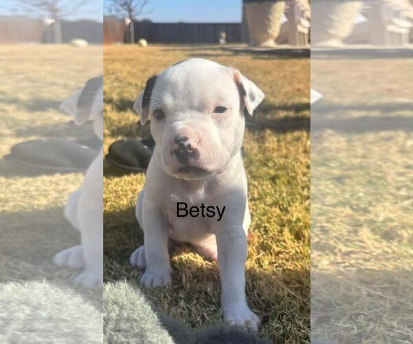 Medium Photo #1 American Staffordshire Terrier-Collie Mix Puppy For Sale in Dallas, TX, USA