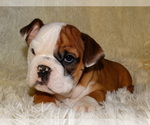 Small Photo #9 English Bulldog Puppy For Sale in VERONA, MO, USA