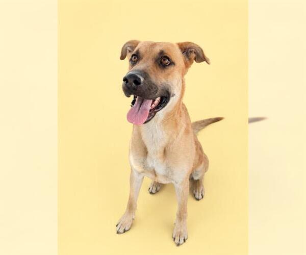 Medium Photo #2 German Shepherd Dog-Unknown Mix Puppy For Sale in HESPERIA, CA, USA