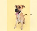Small #1 German Shepherd Dog Mix