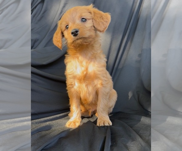 Medium Photo #2 Cavapoo-Goldendoodle Mix Puppy For Sale in KALAMAZOO, MI, USA