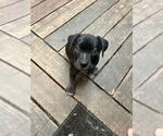 Small American Staffordshire Terrier Mix