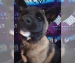 Small Photo #13 Akita Puppy For Sale in LIVINGSTON, MT, USA