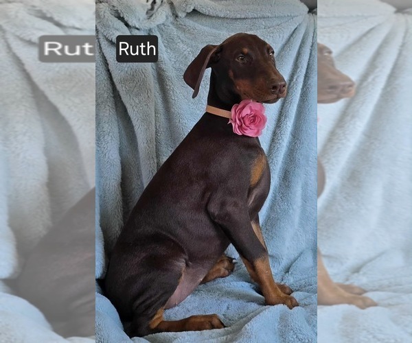 Medium Photo #2 Doberman Pinscher Puppy For Sale in POMEROY, OH, USA