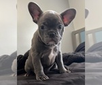 Puppy 4 French Bulldog