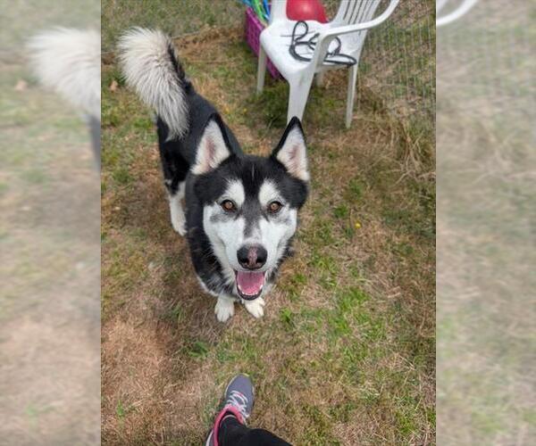 Medium Photo #2 Siberian Husky Puppy For Sale in Forestville, MD, USA