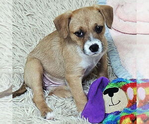 Rat Terrier Dogs for adoption in Atlanta, GA, USA