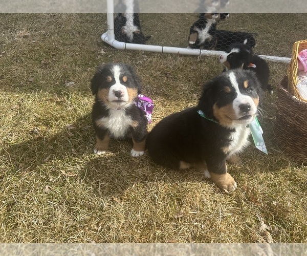 Medium Photo #13 Bernese Mountain Dog Puppy For Sale in ATHENS, WI, USA
