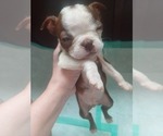 Small #4 Boston Terrier