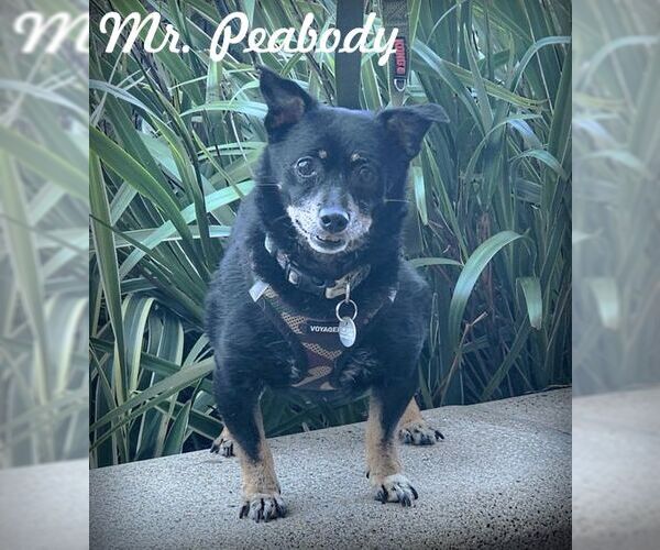 Medium Photo #3 Dachshund-Unknown Mix Puppy For Sale in Chino Hills, CA, USA