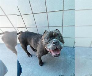 Staffordshire Bull Terrier-Unknown Mix Dogs for adoption in Corpus Christi, TX, USA