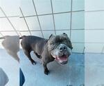 Small Staffordshire Bull Terrier Mix