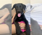 Small #2 Labrador Retriever Mix