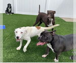 Small #2 Labrador Retriever Mix