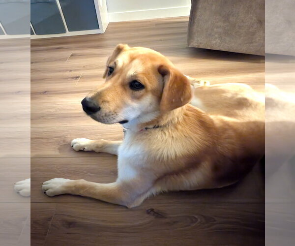 Medium Photo #2 Retriever -Unknown Mix Puppy For Sale in Bellevue, WA, USA