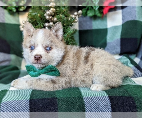 Medium Photo #2 Pomsky Puppy For Sale in EPHRATA, PA, USA