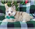Small Photo #2 Pomsky Puppy For Sale in EPHRATA, PA, USA