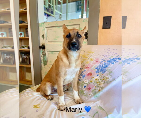 Medium Photo #12 Mutt Puppy For Sale in Rockaway, NJ, USA