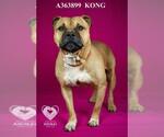 Small #1 American Pit Bull Terrier-Bulldog Mix