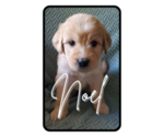 Puppy Noel Goldendoodle-Labrador Retriever Mix