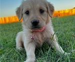 Small Photo #8 Golden Retriever Puppy For Sale in CHINA SPRING, TX, USA