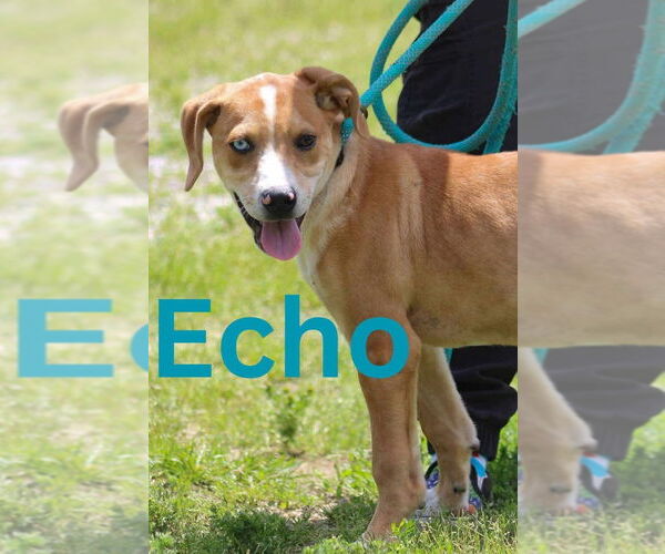 Medium Photo #1 Siberian Husky Puppy For Sale in Cromwell, KY, USA