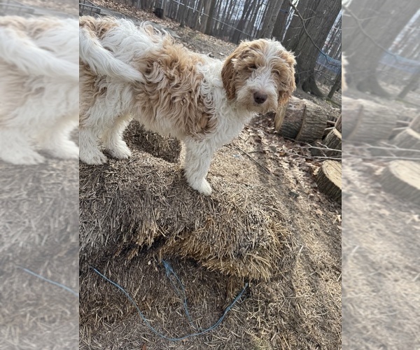 Medium Photo #22 Aussie-Poo-Goldendoodle Mix Puppy For Sale in COMMERCE, MI, USA