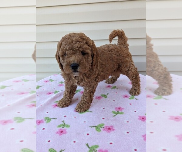 Medium Photo #3 Cockapoo Puppy For Sale in DUNNVILLE, KY, USA