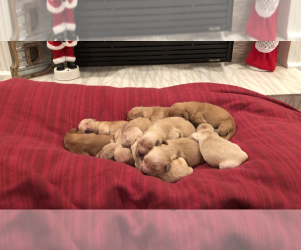 Medium Photo #6 Golden Retriever Puppy For Sale in PERRIS, CA, USA
