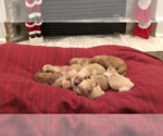 Small Photo #6 Golden Retriever Puppy For Sale in PERRIS, CA, USA