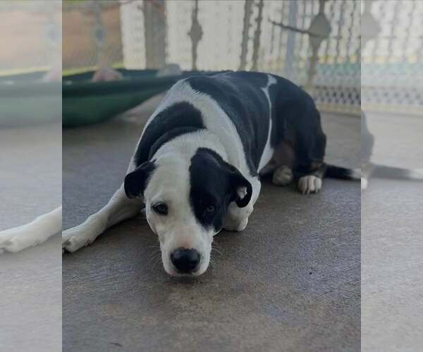 Medium Photo #6 Mutt Puppy For Sale in Shillington, PA, USA