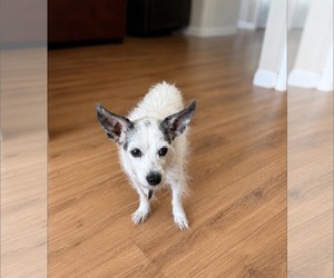 Chihuahua-Unknown Mix Dogs for adoption in Dallas, TX, USA