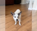 Small Chihuahua Mix