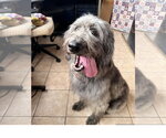 Elton - Male Irish Wolfhound-Unknown Mix Dog for Adoption - Small photo