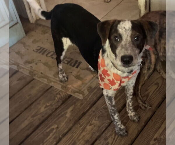 Medium Photo #2 Feist Terrier-Unknown Mix Puppy For Sale in Mobile, AL, USA