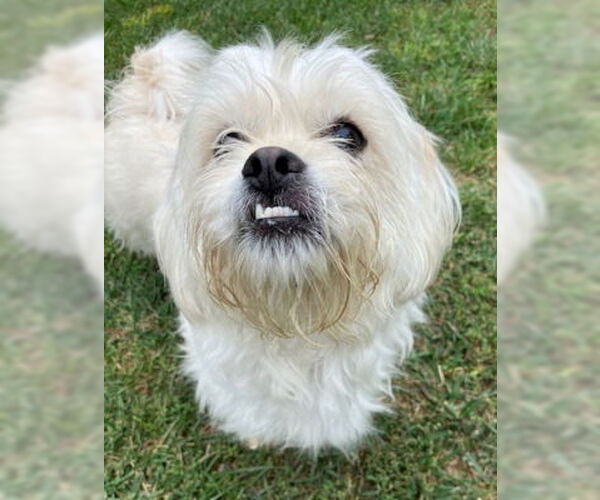 Medium Photo #2 Mal-Shi Puppy For Sale in Ventura, CA, USA