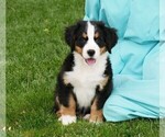 Small Photo #4 Bernese Mountain Dog Puppy For Sale in CLARE, MI, USA