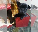 Small Photo #3 French Bulldog Puppy For Sale in COTATI, CA, USA