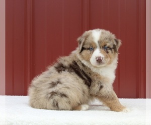 Australian Shepherd Puppy for sale in FREDERICKSBURG, OH, USA