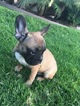 Small Photo #6 French Bulldog Puppy For Sale in HUNTINGTN BCH, CA, USA