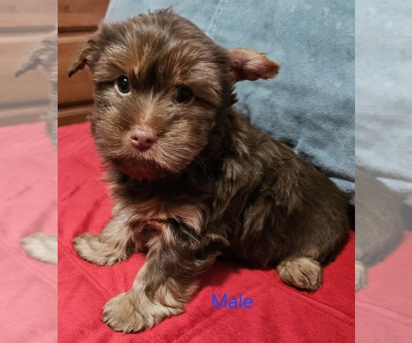 Medium Photo #9 Yorkshire Terrier Puppy For Sale in CONKLIN, NY, USA