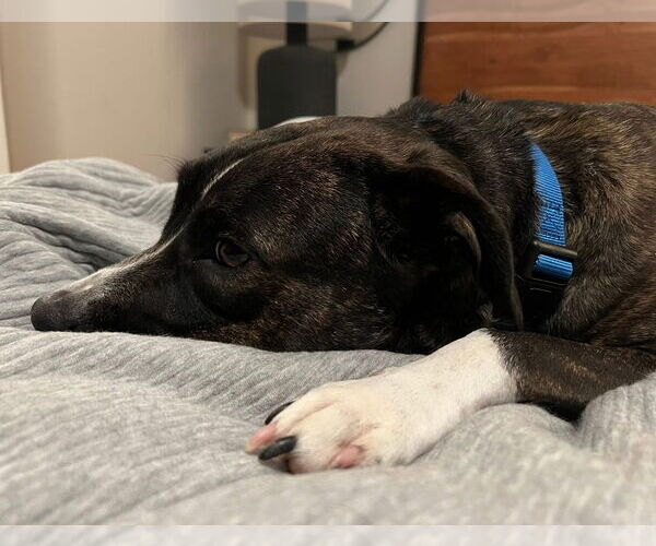 Medium Photo #4 Mutt Puppy For Sale in Royse City, TX, USA