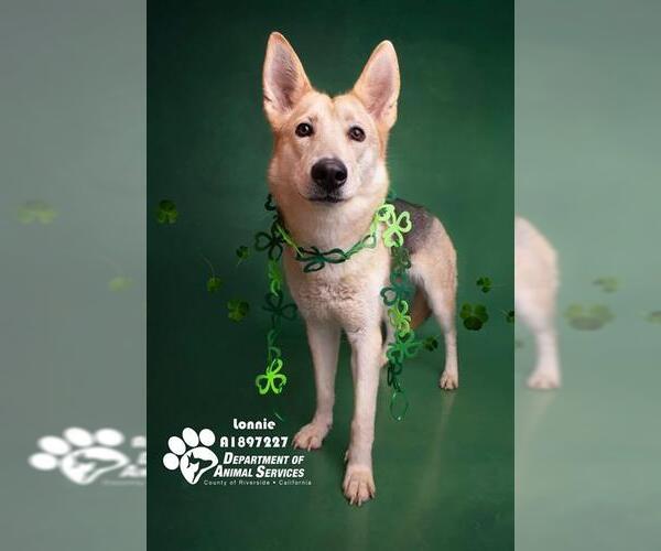 Medium Photo #2 German Shepherd Dog Puppy For Sale in Riverside, CA, USA