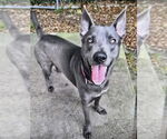 Small #4 German Shepherd Dog Mix