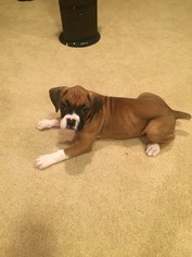 Boxer Puppy for sale in EAGLE MOUNTAIN, UT, USA