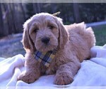 Small Photo #6 Goldendoodle Puppy For Sale in ROUGEMONT, NC, USA
